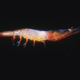 Via Montereybayaquarium.org